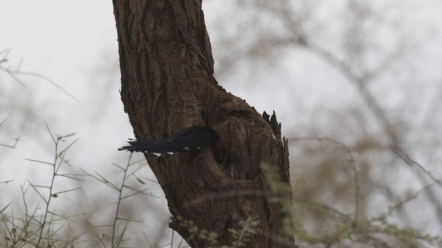 Green Woodhoopoe - ML533099861