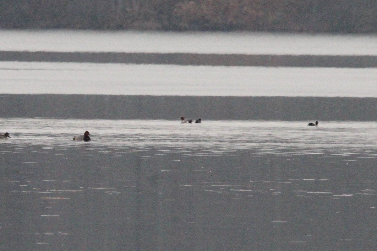 Eurasian Wigeon - Hunter Hammil