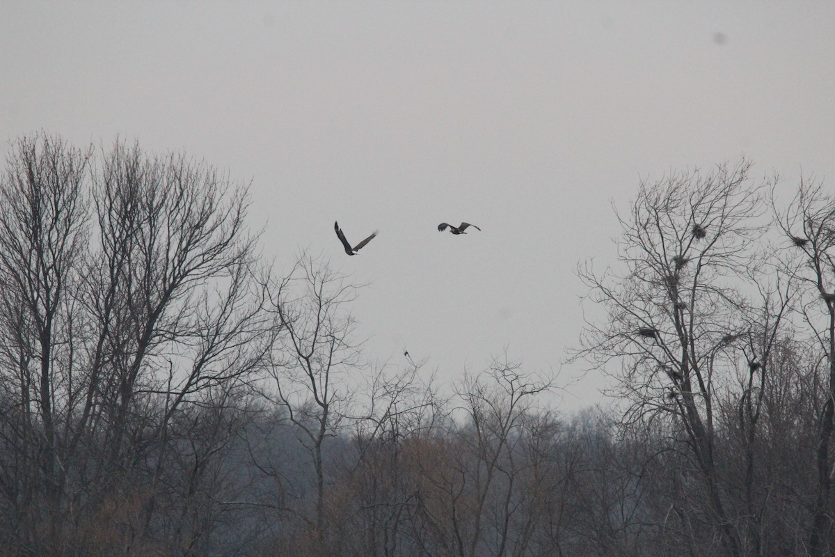 Bald Eagle - Hunter Hammil