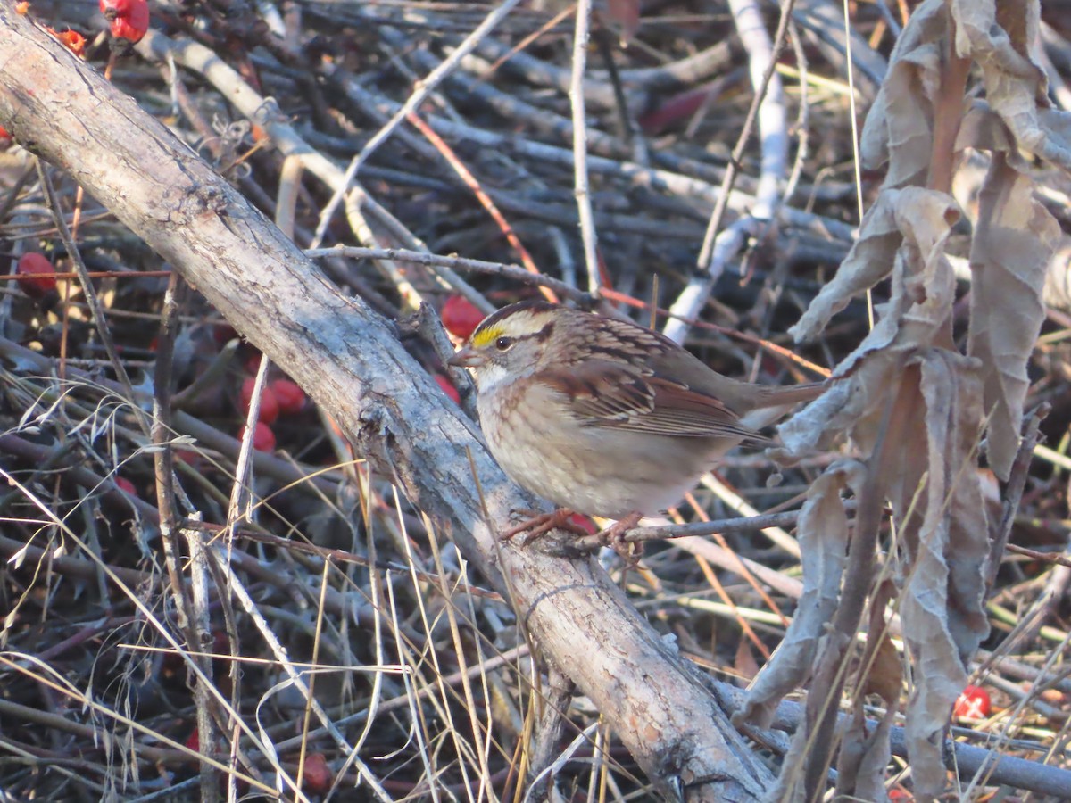 White-throated Sparrow - ML533101901