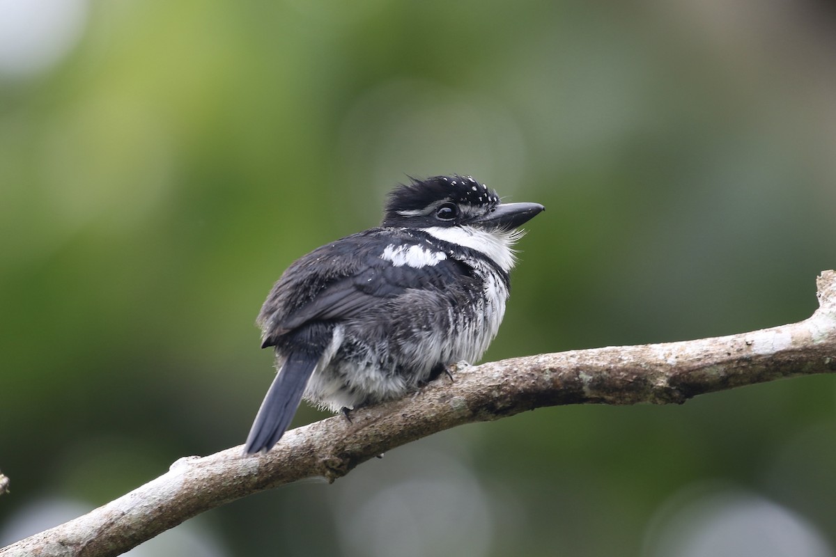 Pied Puffbird - ML533102841