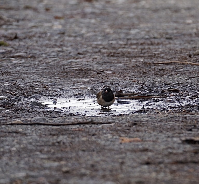 Dark-eyed Junco (Oregon) - ML533103391