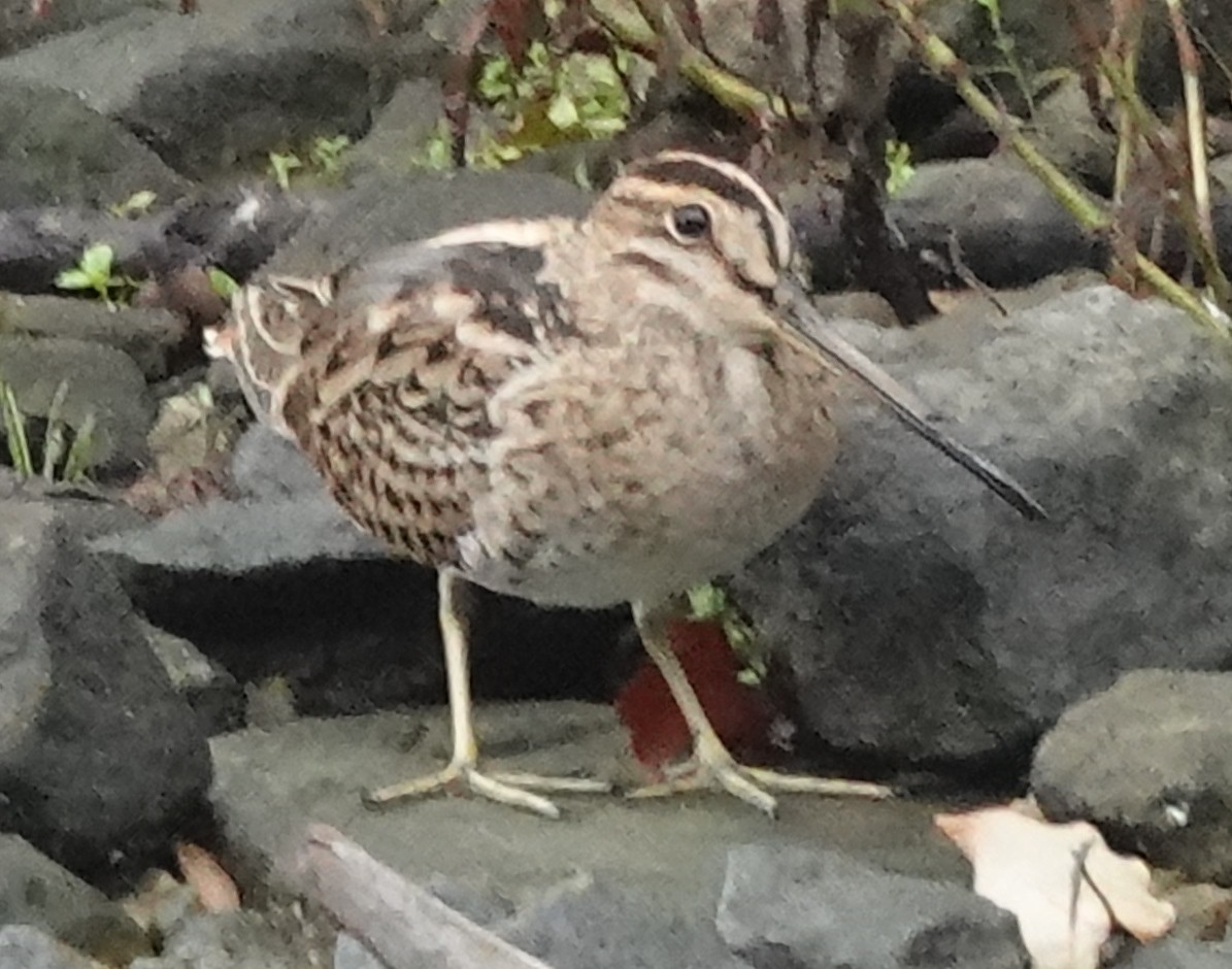 Latham's Snipe - ML533103881