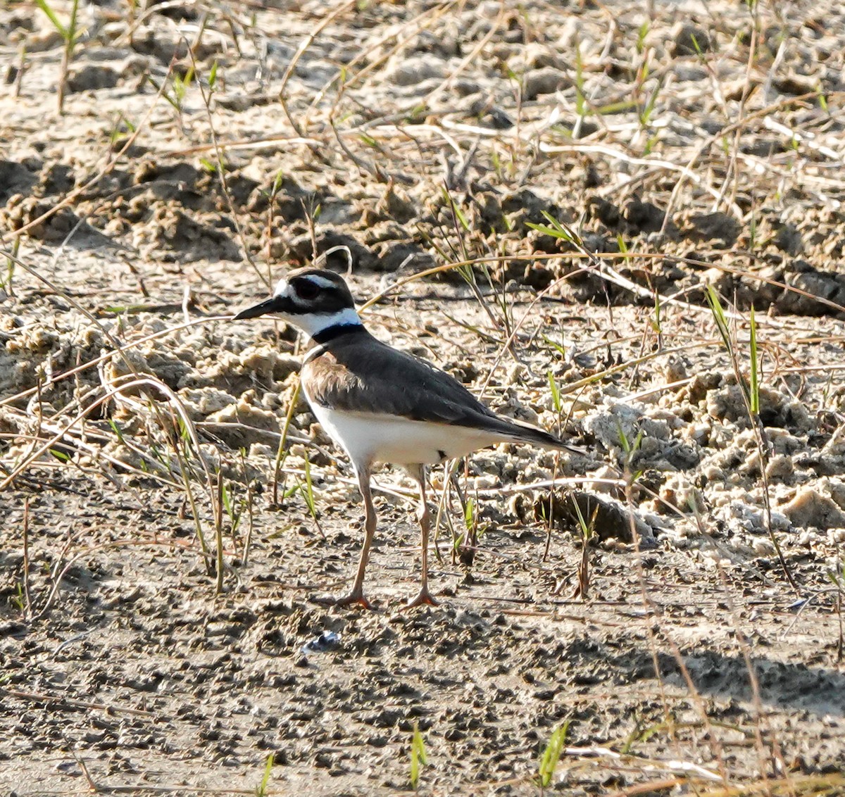 Killdeer - ML533104551