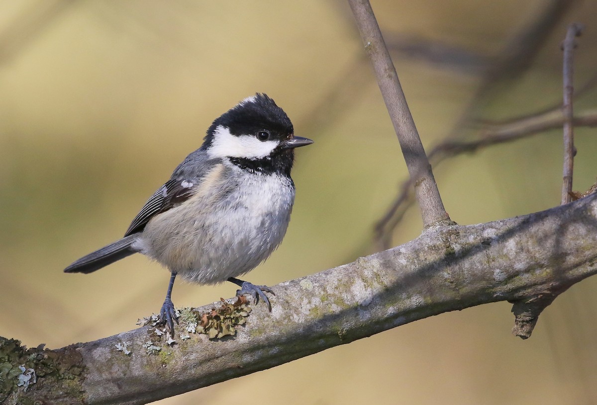 Coal Tit - ML533104991