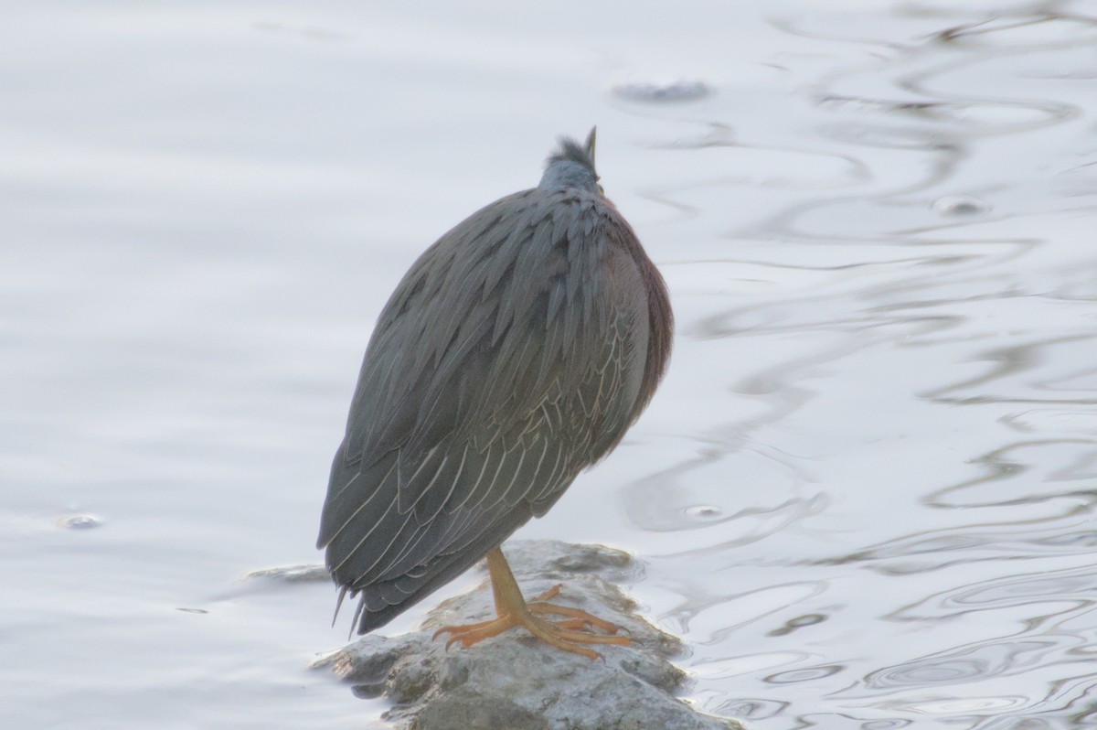 Green Heron - ML533105141