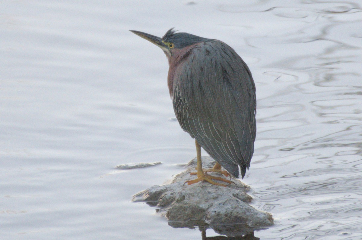 Green Heron - Mike Marin