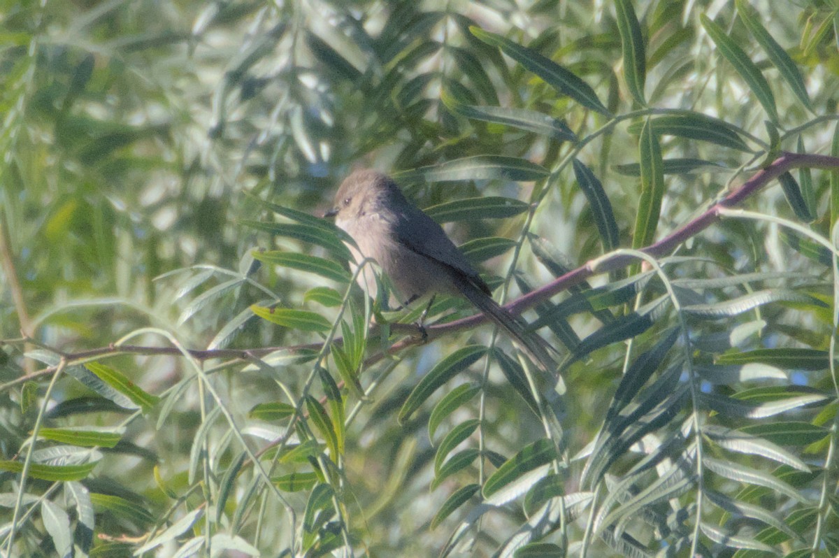 Bushtit - Mike Marin