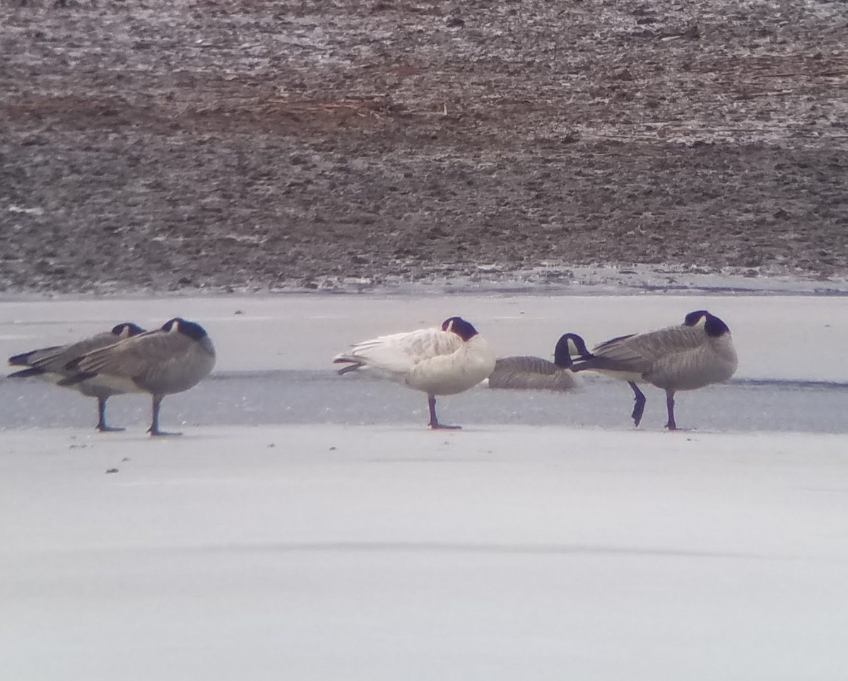 Canada Goose - ML533105861