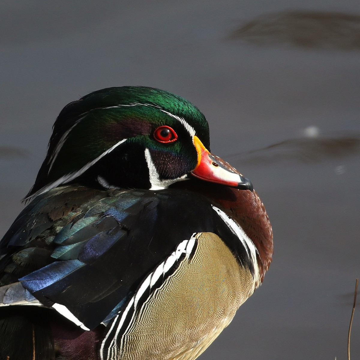 Wood Duck - ML533106021