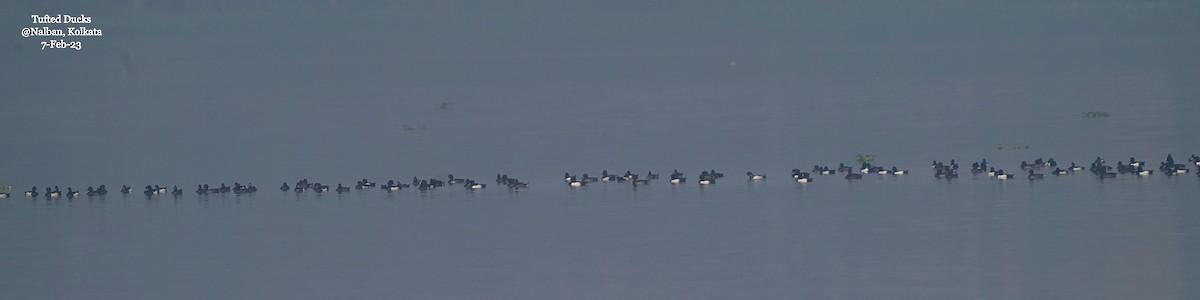 Tufted Duck - ML533106431