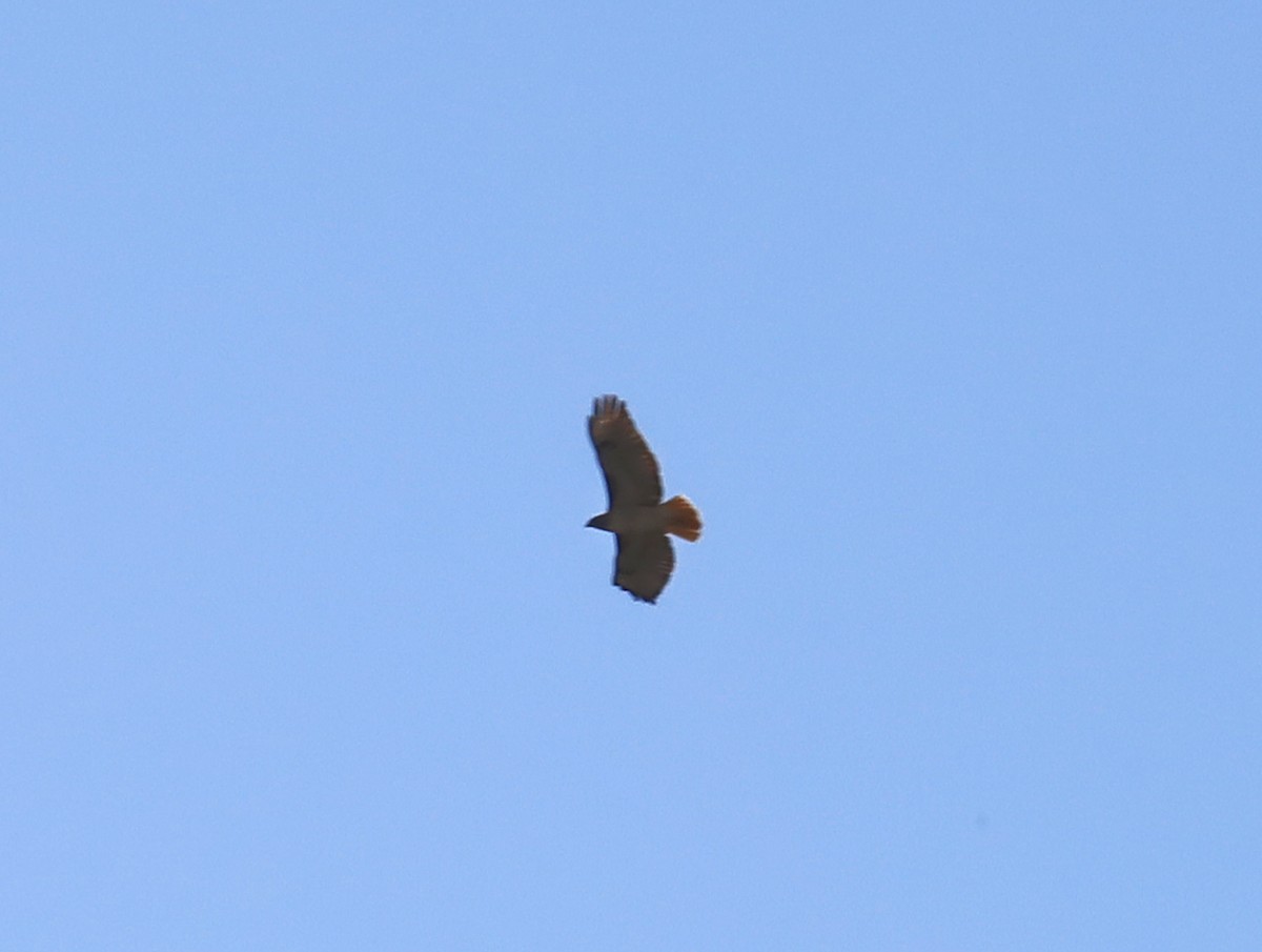 Red-tailed Hawk - Joseph Zarki