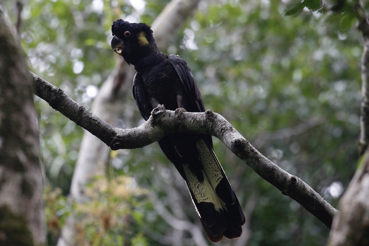 Yellow-tailed Black-Cockatoo - ML533111291