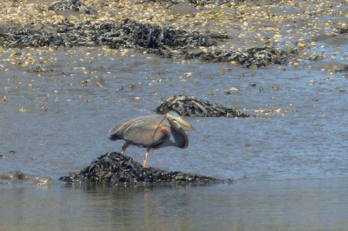 Purple Heron - ML53311161