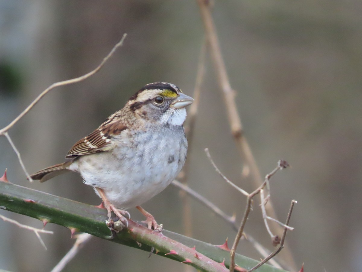 White-throated Sparrow - ML533112051