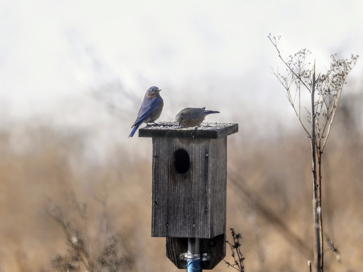 Eastern Bluebird - ML533112241