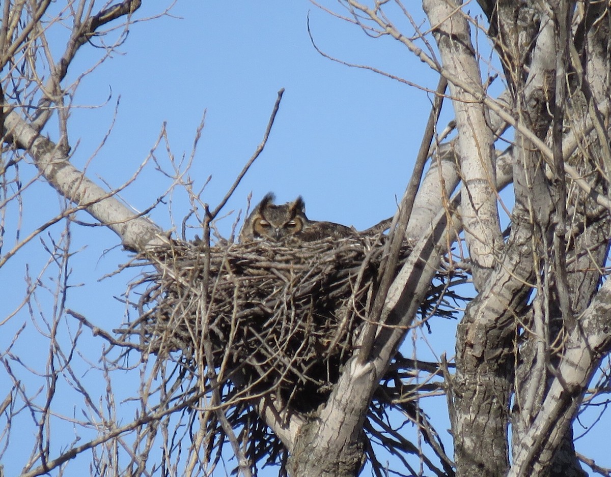 Great Horned Owl - ML533112361