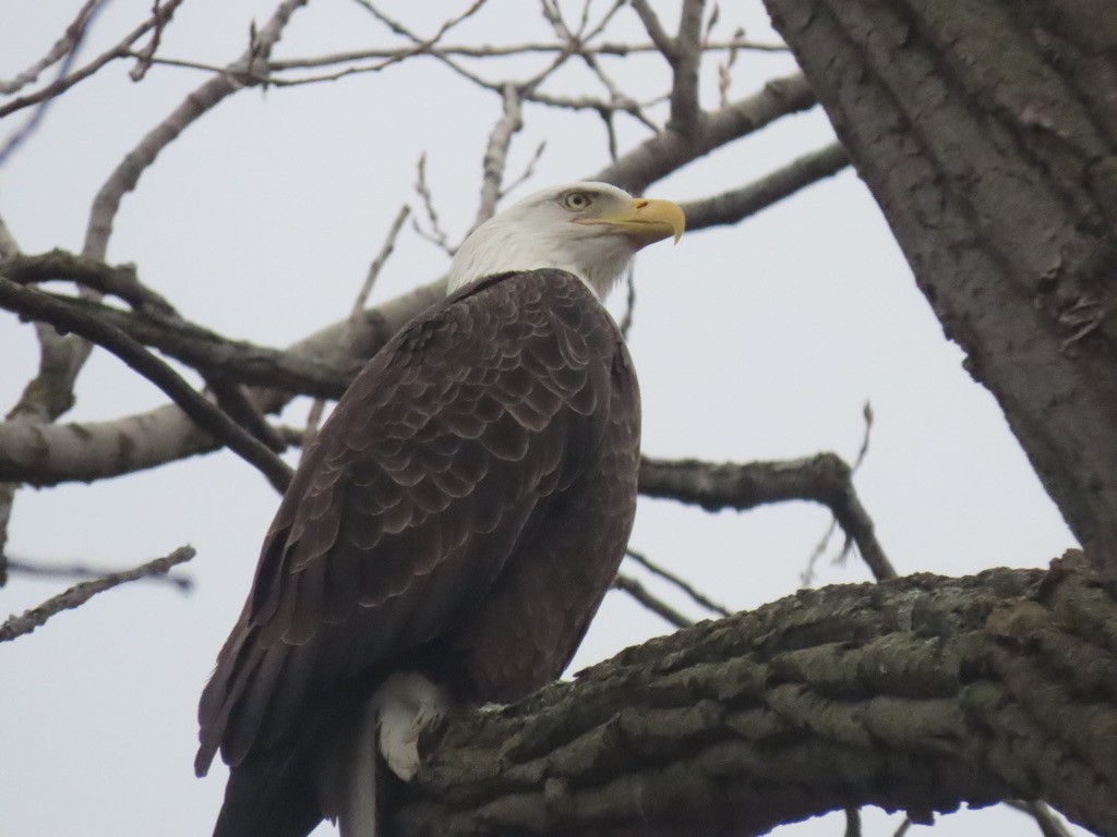 Bald Eagle - ML533112981