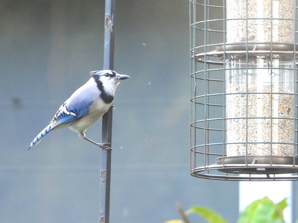 Blue Jay - ML533113011