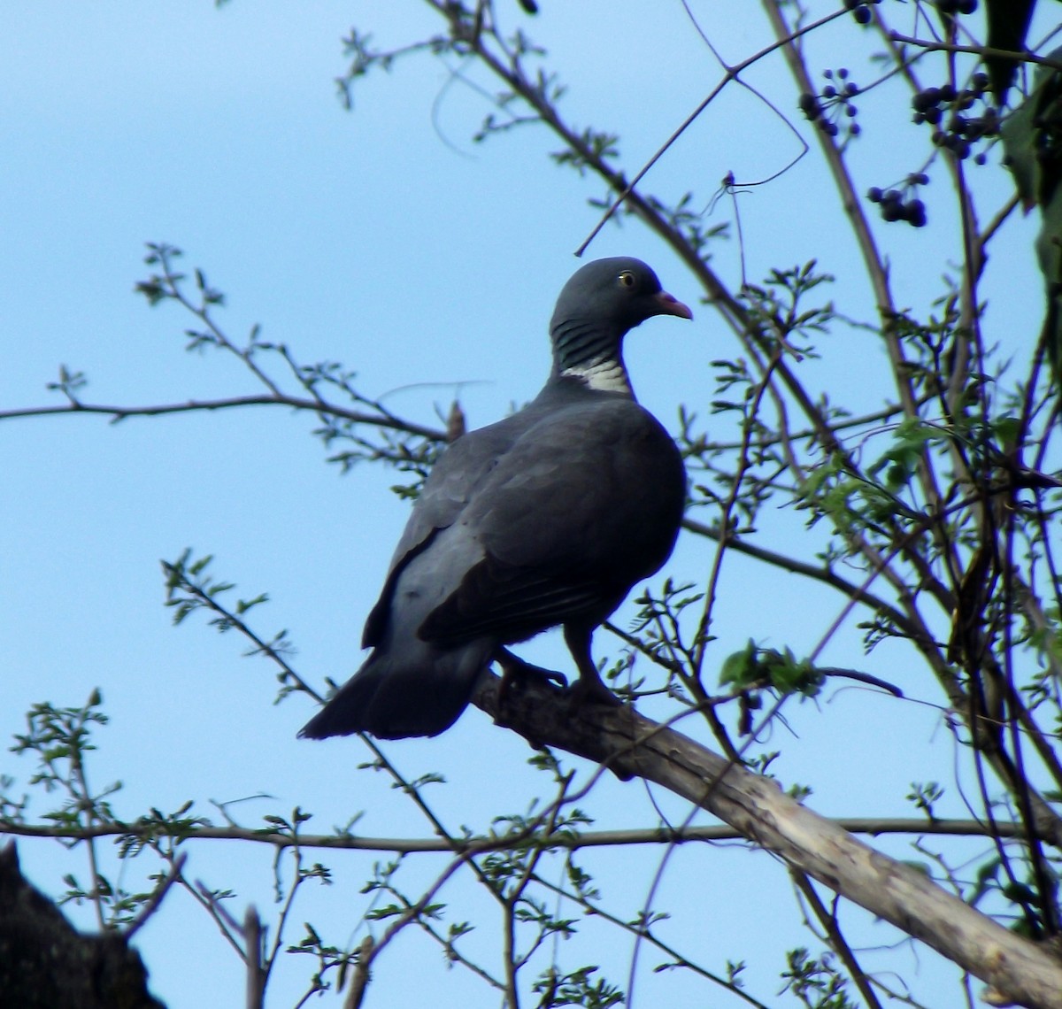 Common Wood-Pigeon - ML53311421