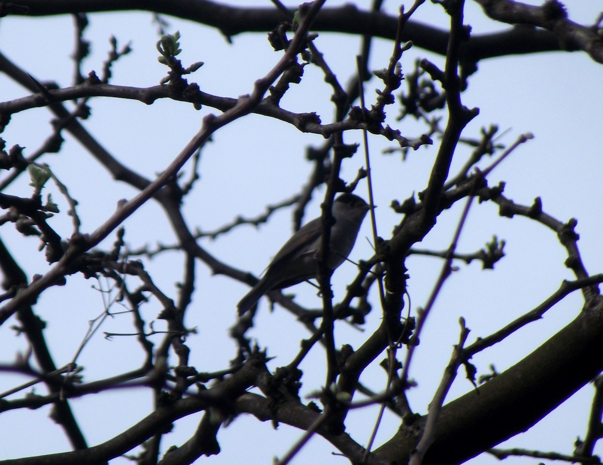 Eurasian Blackcap - ML53311441