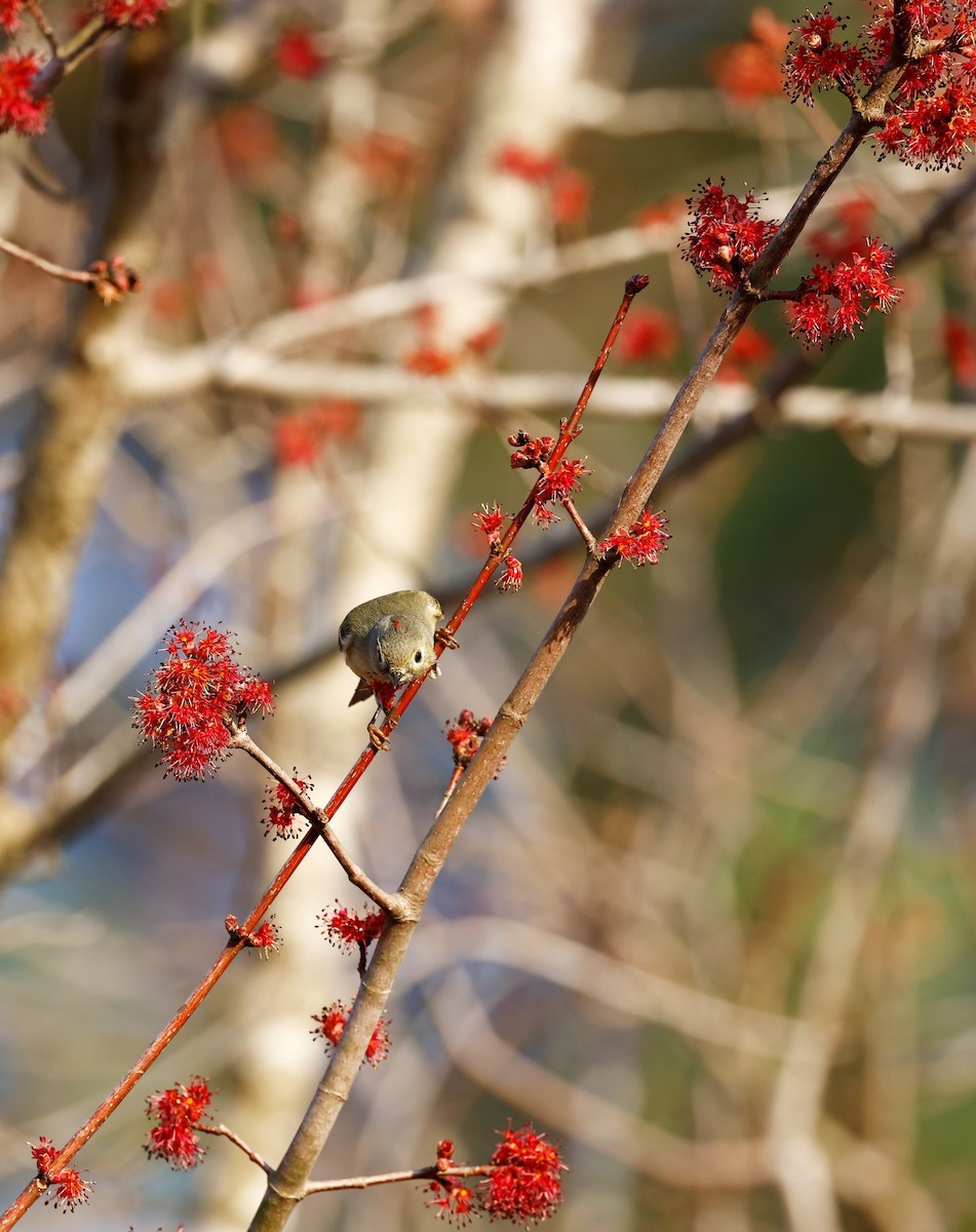 Ruby-crowned Kinglet - ML533114791