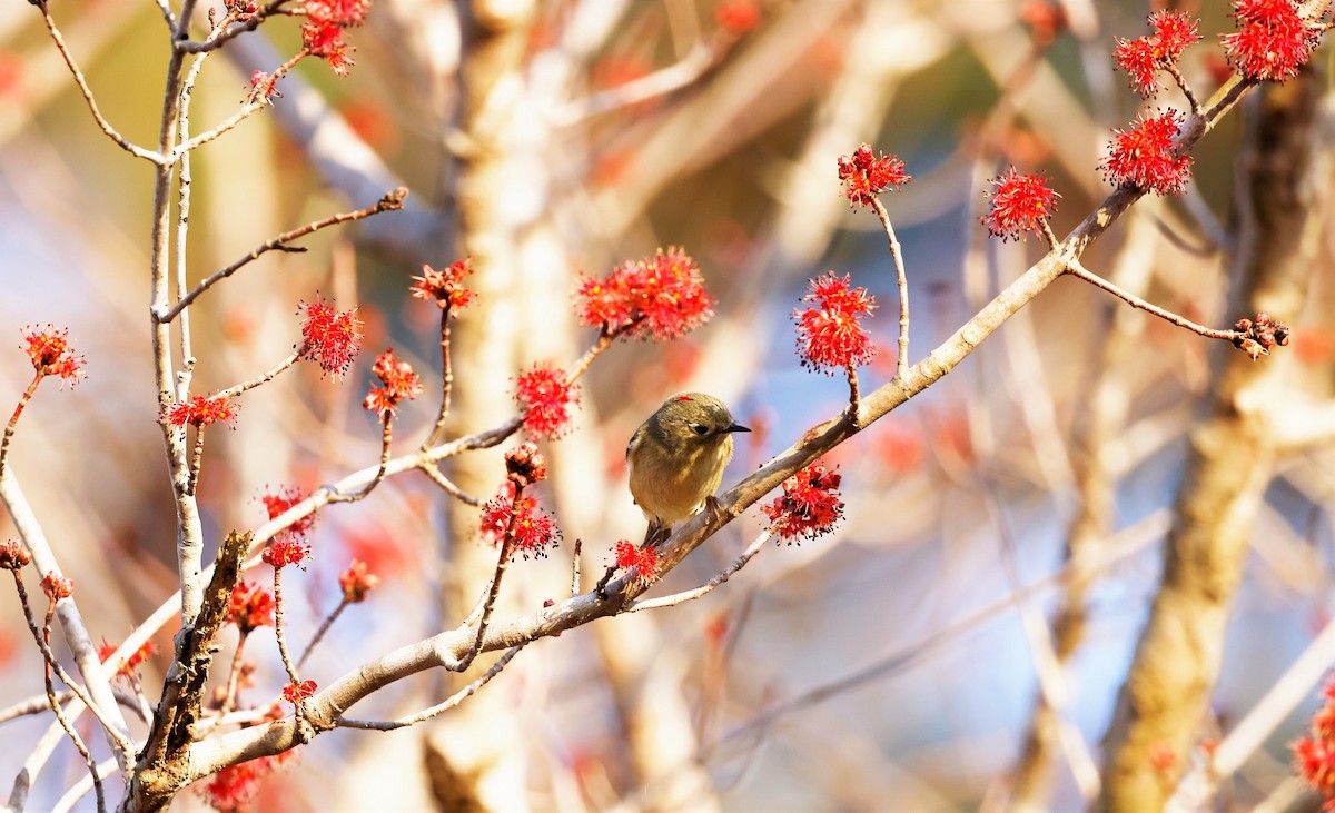 Ruby-crowned Kinglet - ML533114811