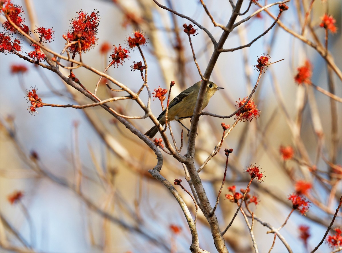 Ruby-crowned Kinglet - ML533114881