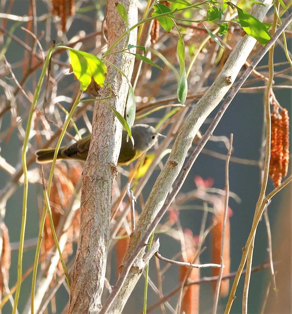 Nashville Warbler - ML533115981