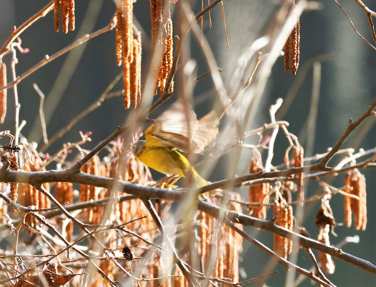 Nashville Warbler - ML533116031