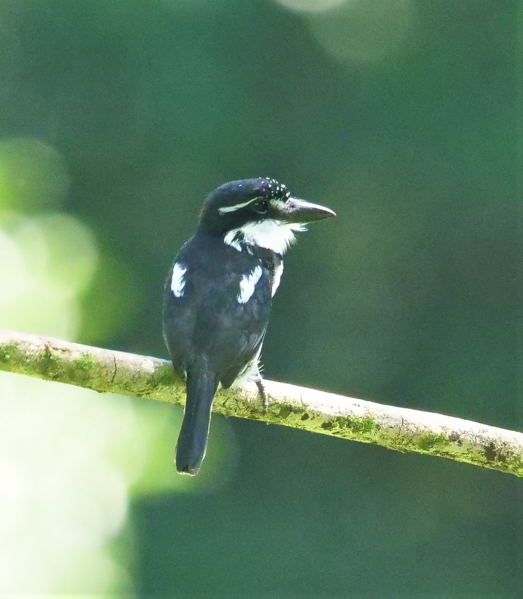 Pied Puffbird - Graham Hutchison