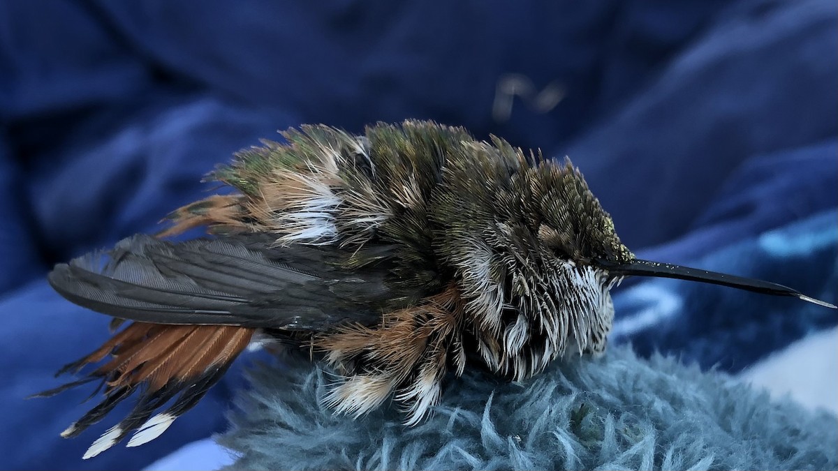 Rufous Hummingbird - ML533116441