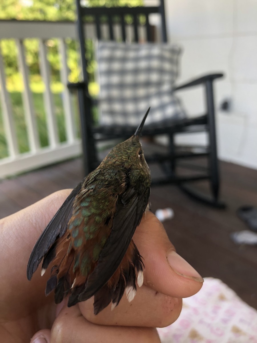 Rufous Hummingbird - ML533116451