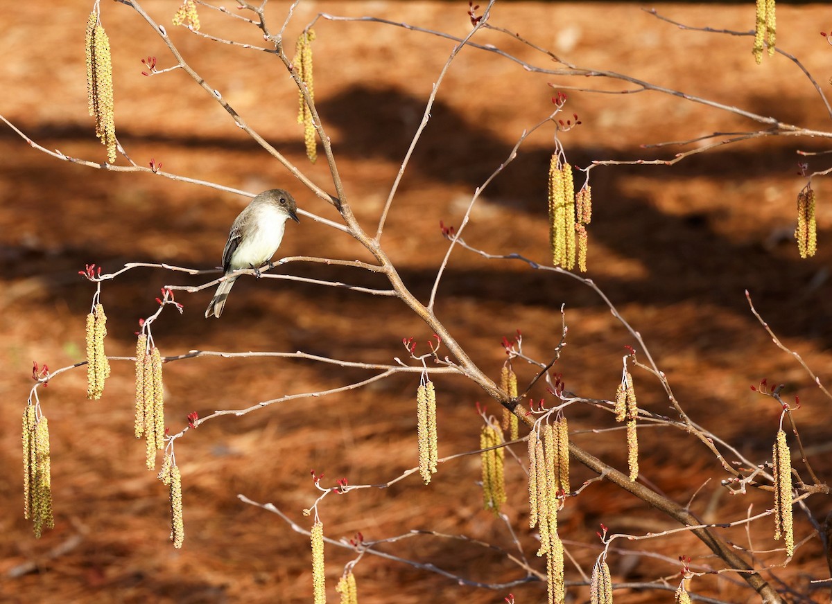 Eastern Phoebe - ML533116771