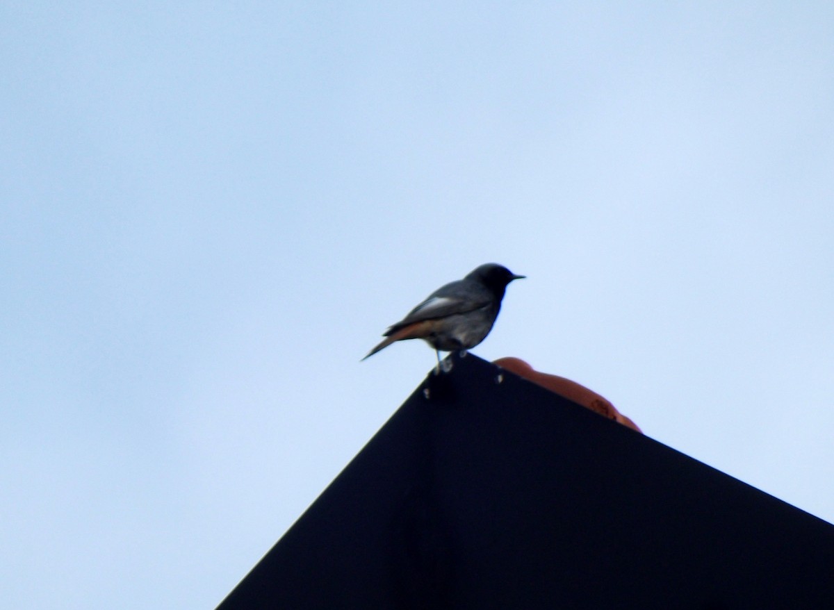 Black Redstart - ML53311721