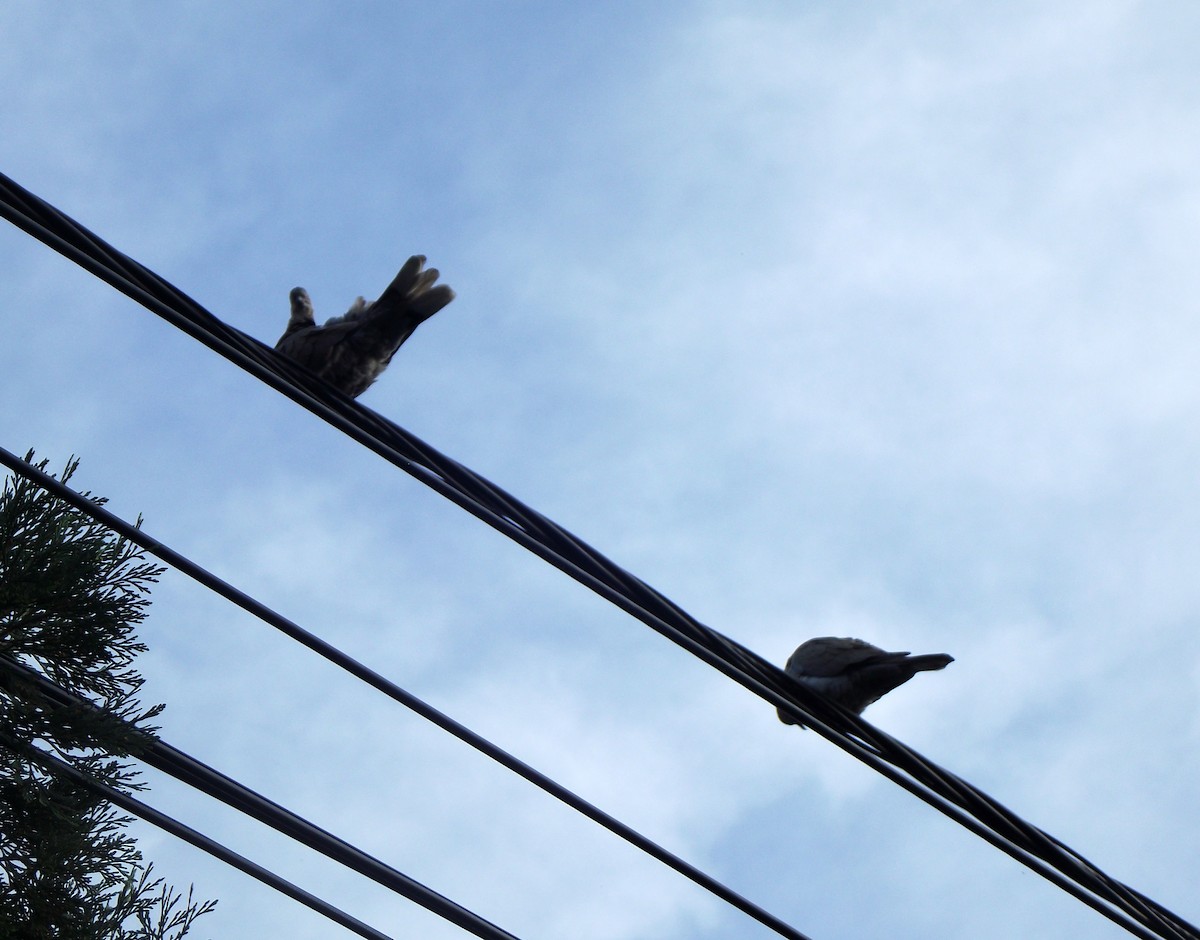 Eurasian Collared-Dove - ML53311741