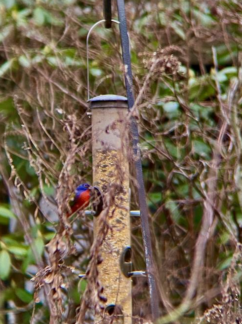Painted Bunting - ML533117641