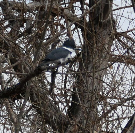 Belted Kingfisher - ML533119061