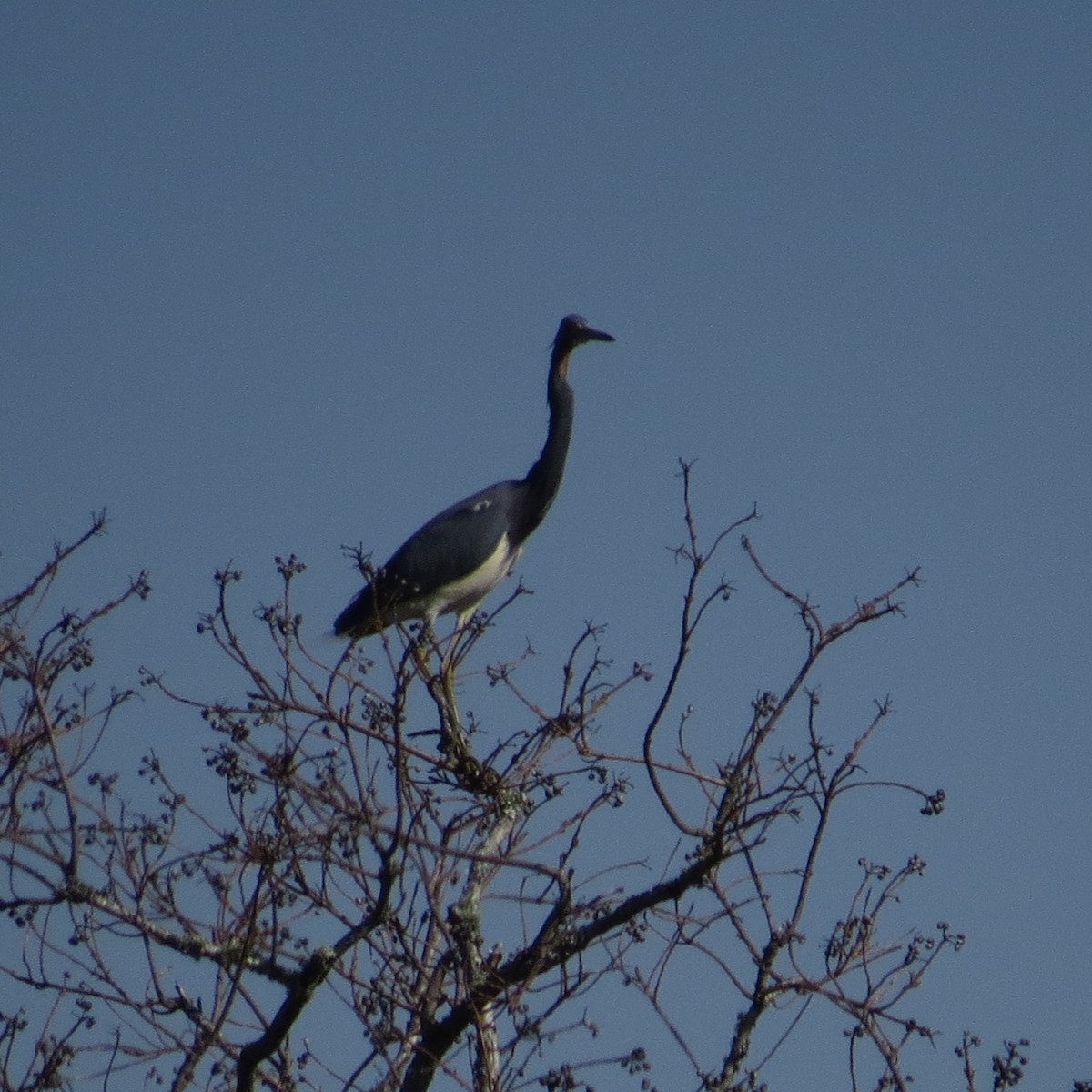 Tricolored Heron - ML533119701