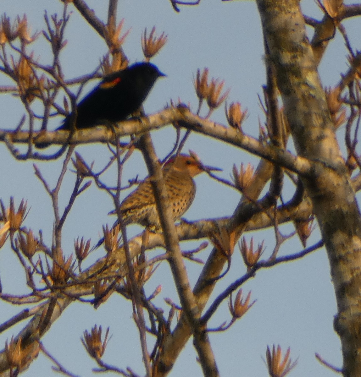 Northern Flicker - Kevin Hayes