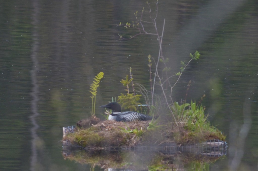 Common Loon - ML533120371