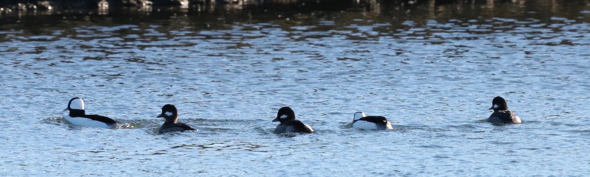 Bufflehead - ML533120571