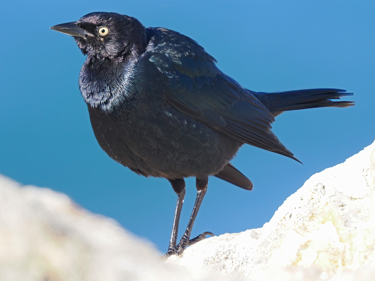 Brewer's Blackbird - Mark Chappell