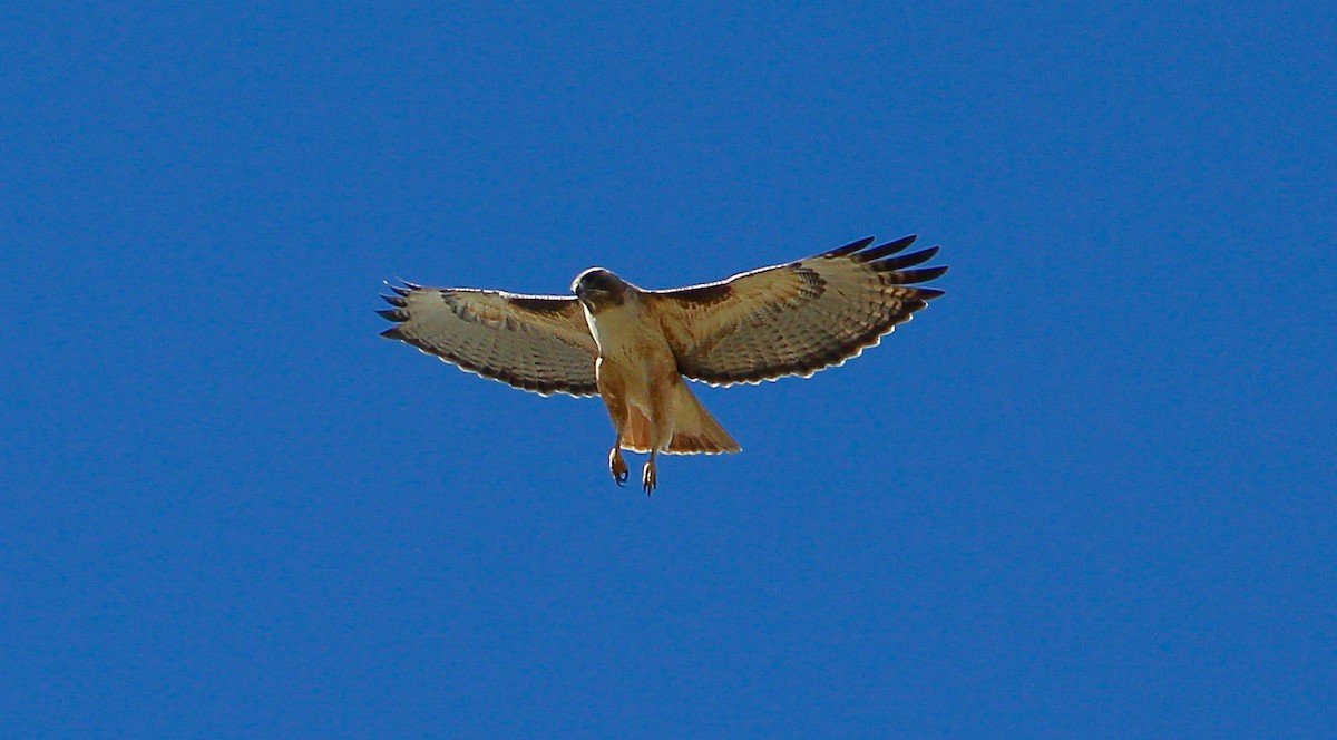 Red-tailed Hawk - ML533122281