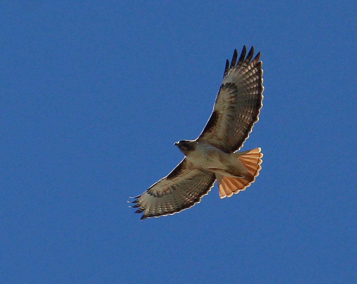 Red-tailed Hawk - ML533122311