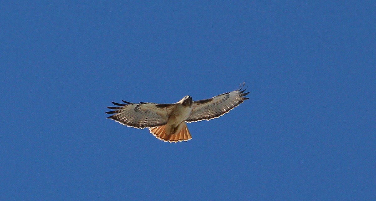 Red-tailed Hawk - ML533122321