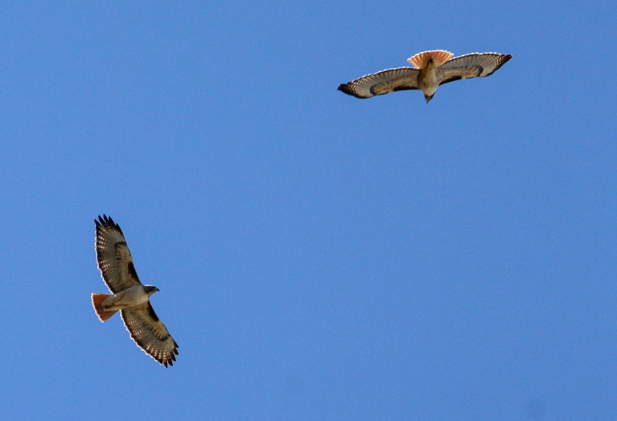 Red-tailed Hawk - ML533122341