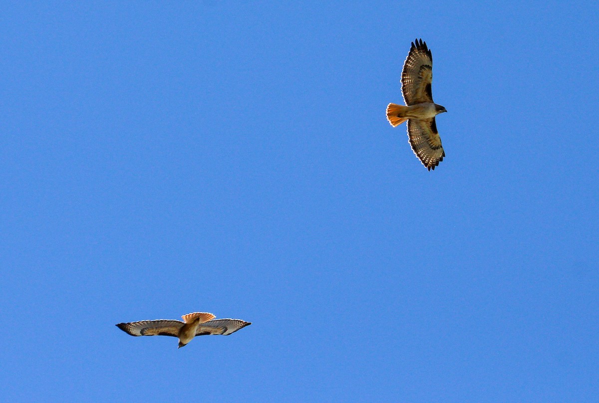 Red-tailed Hawk - ML533122351