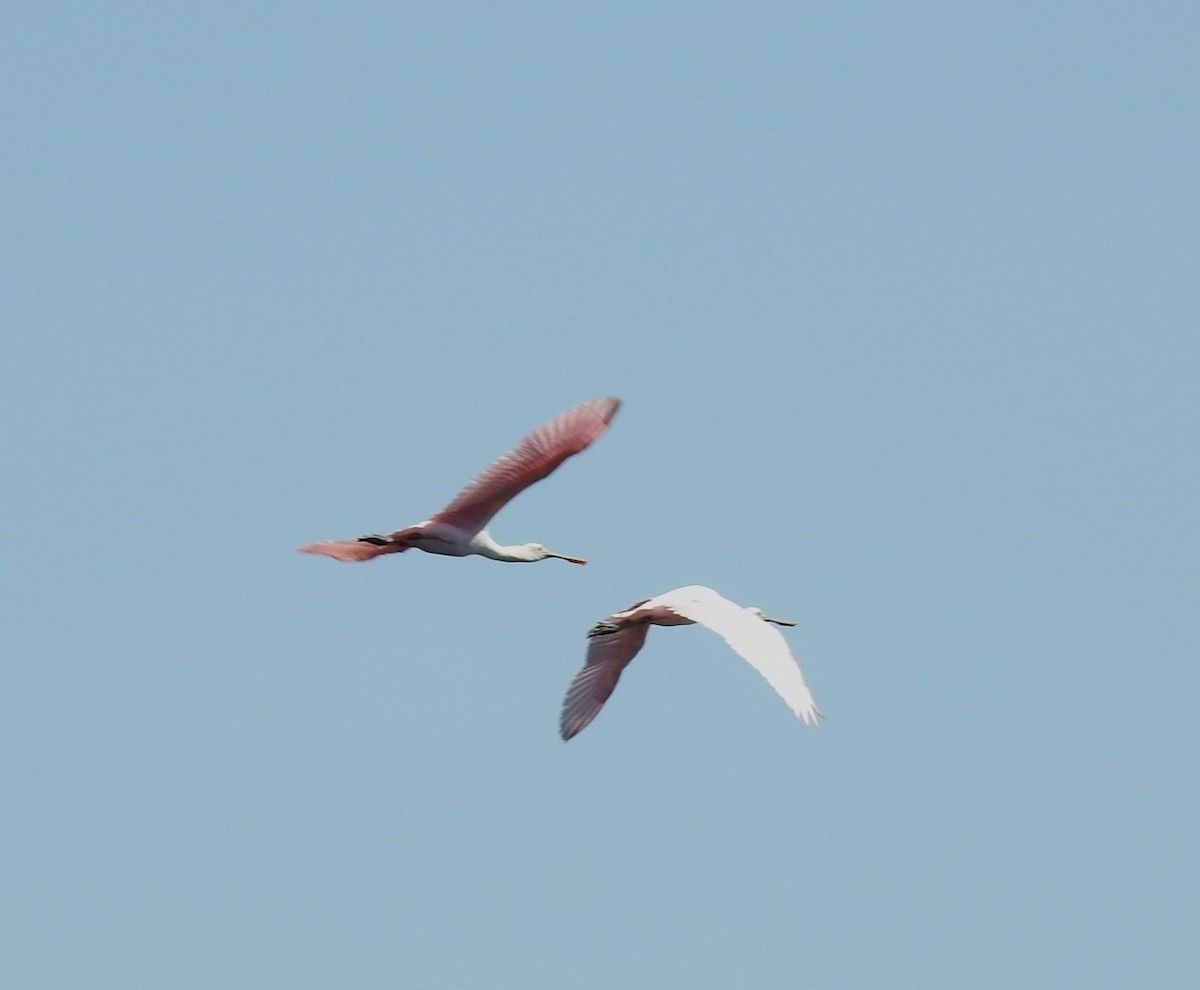 Roseate Spoonbill - ML533122821