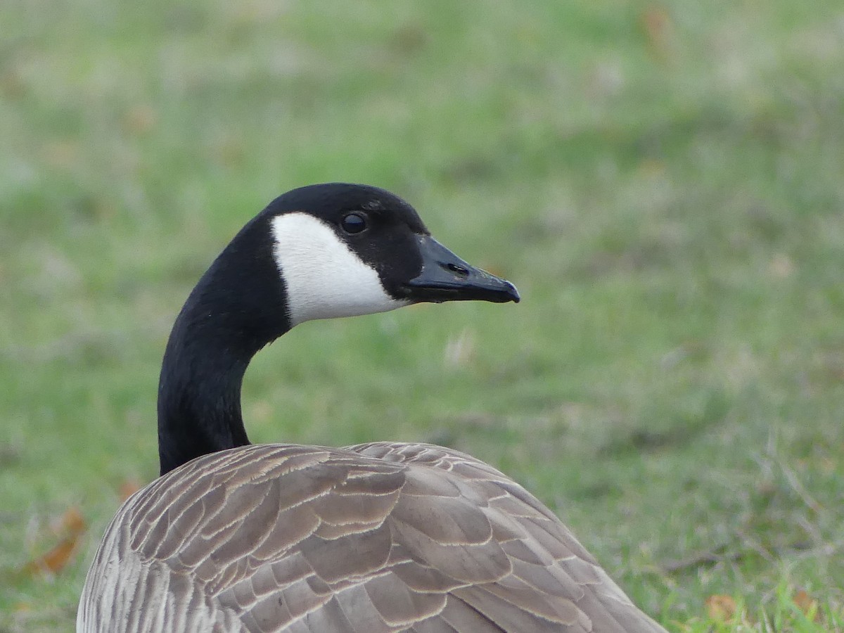 Canada Goose - Gus van Vliet